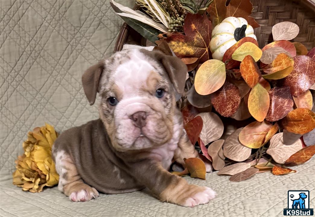 a english bulldog dog lying on the ground