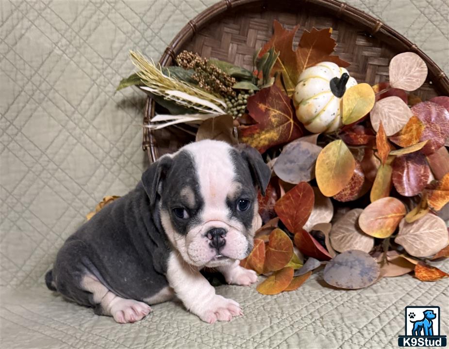 a english bulldog dog lying on the ground with a pile of cut up leaves
