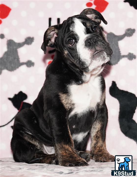 Error: Operation returned an invalid status code 429<br/>Stack Trace:    at Microsoft.Azure.CognitiveServices.Vision.ComputerVision.ComputerVisionClient.<DescribeImageInStreamWithHttpMessagesAsync>d__41.MoveNext()
--- End of stack trace from previous location where exception was thrown ---
   at System.Runtime.ExceptionServices.ExceptionDispatchInfo.Throw()
   at System.Runtime.CompilerServices.TaskAwaiter.HandleNonSuccessAndDebugger