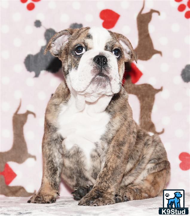 Error: Operation returned an invalid status code 429<br/>Stack Trace:    at Microsoft.Azure.CognitiveServices.Vision.ComputerVision.ComputerVisionClient.<DescribeImageInStreamWithHttpMessagesAsync>d__41.MoveNext()
--- End of stack trace from previous location where exception was thrown ---
   at System.Runtime.ExceptionServices.ExceptionDispatchInfo.Throw()
   at System.Runtime.CompilerServices.TaskAwaiter.HandleNonSuccessAndDebugger