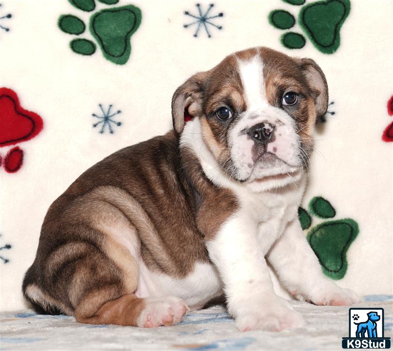a english bulldog dog lying on a bed