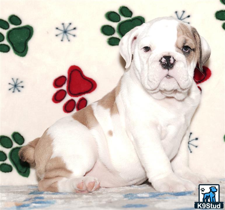 a english bulldog dog lying on a bed