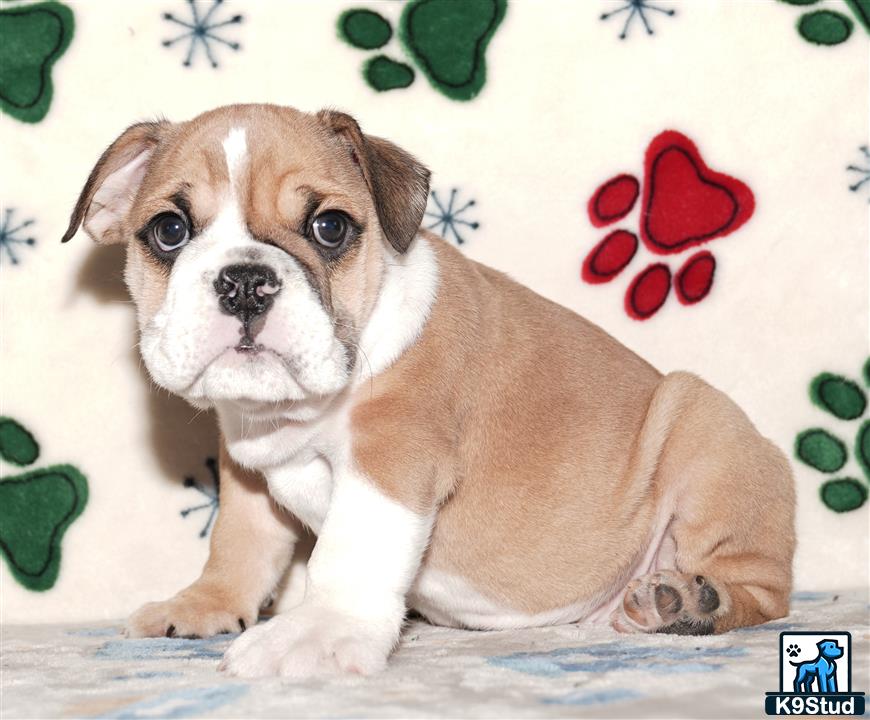 a english bulldog dog sitting on a bed