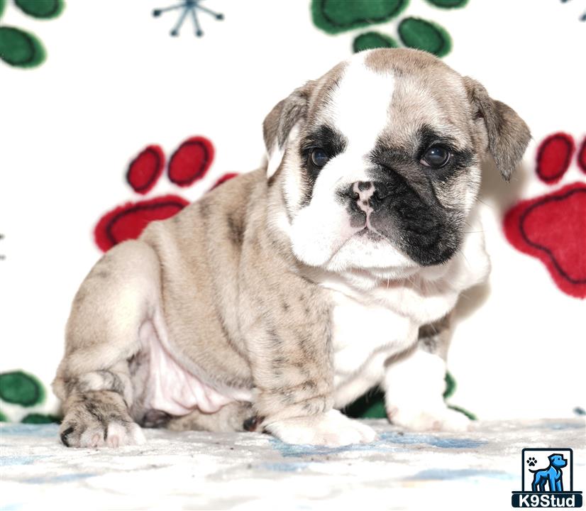 a english bulldog puppy lying on a blanket