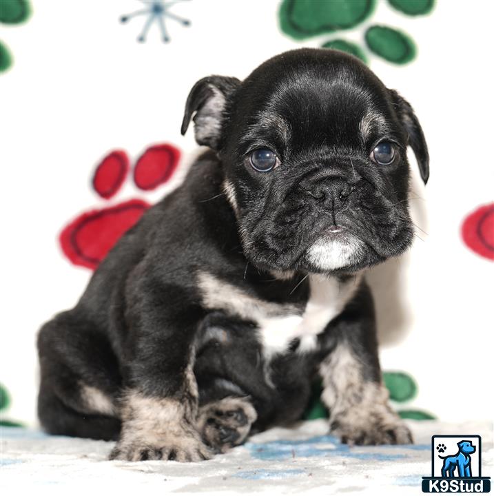 a english bulldog puppy with a stick in its mouth