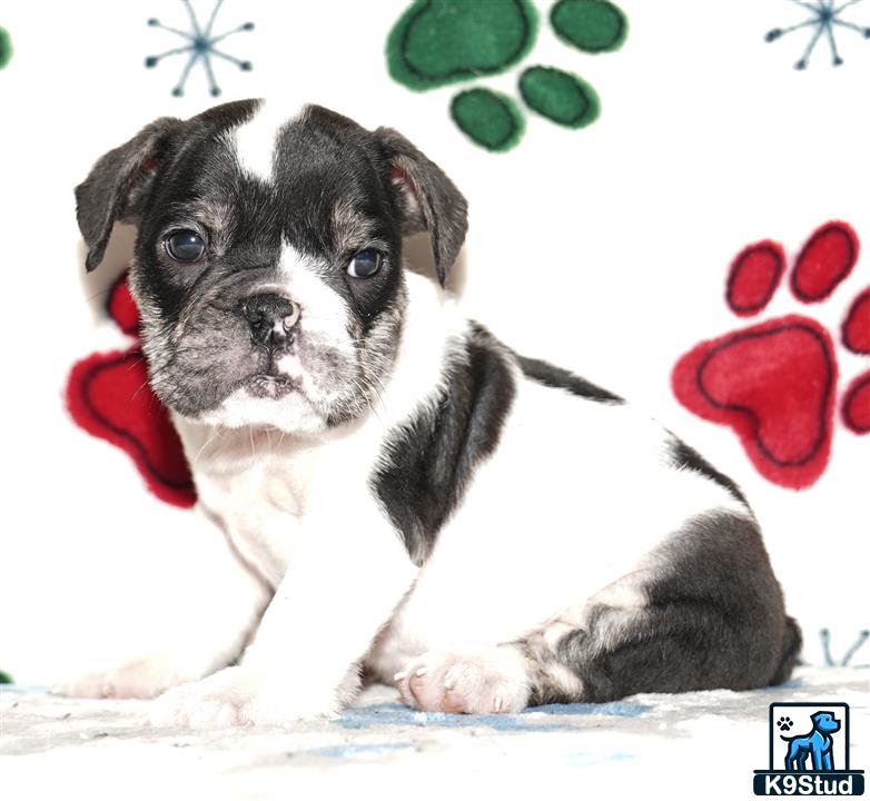 a english bulldog puppy lying on snow