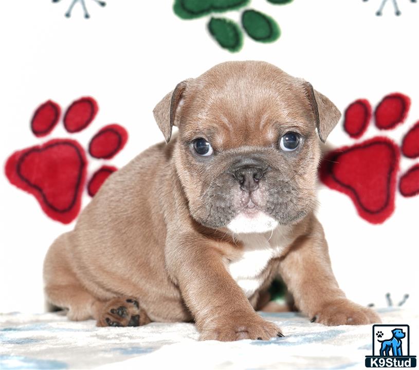 a english bulldog puppy with a heart on its head