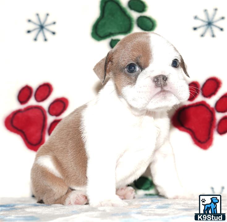 a english bulldog puppy with a bow