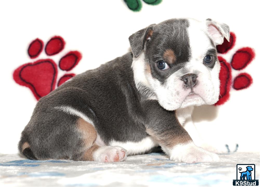 a english bulldog puppy with a red ribbon around its neck
