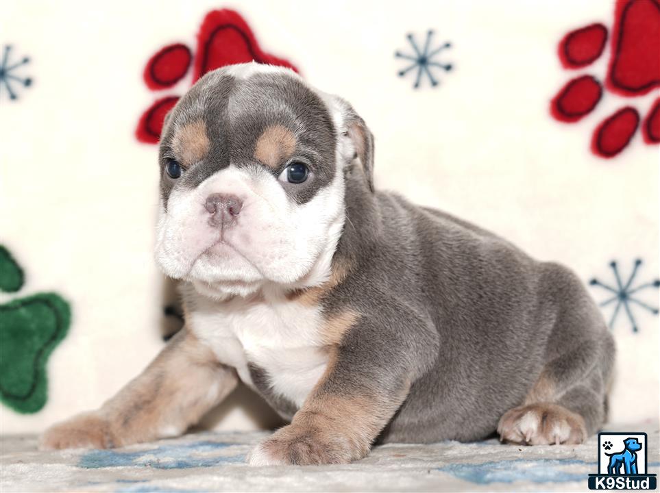 a english bulldog puppy wearing a santa hat