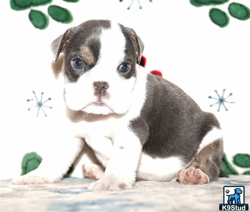 a small english bulldog dog with a red collar