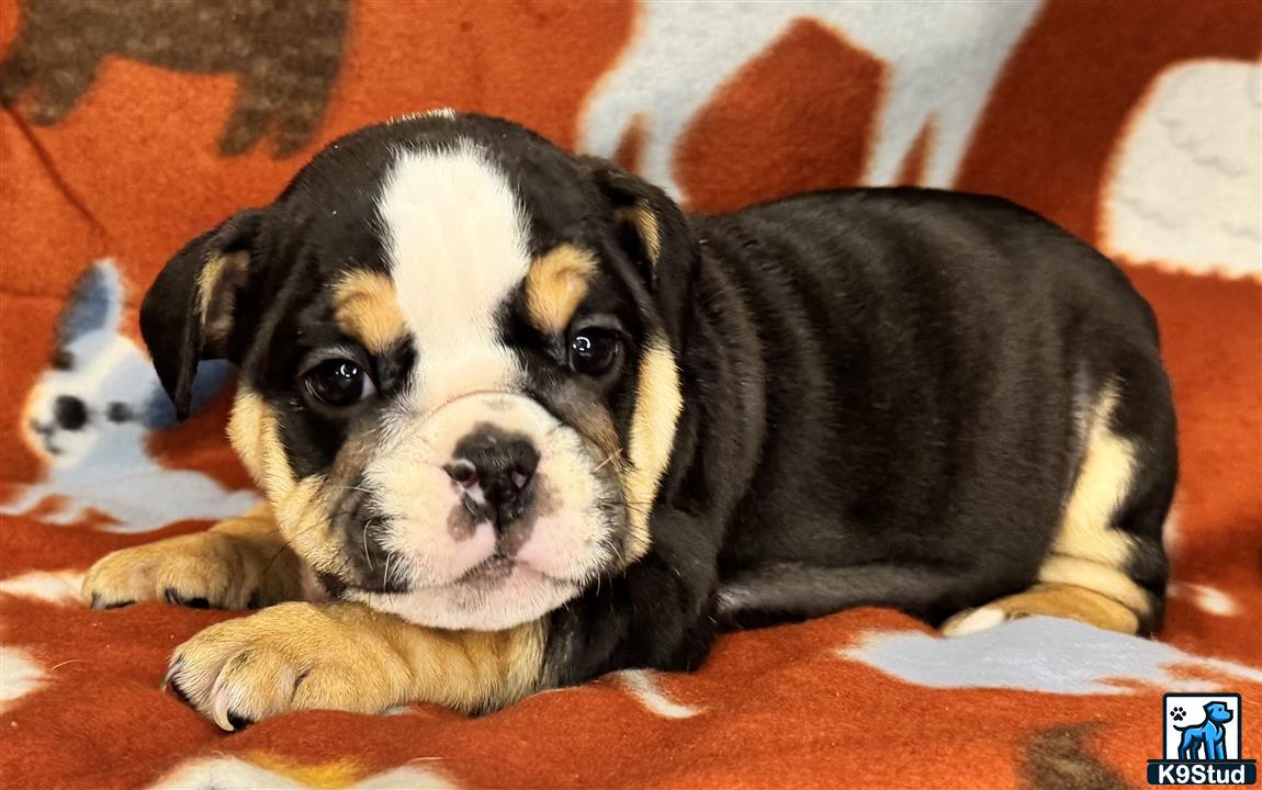 a english bulldog dog lying on a blanket