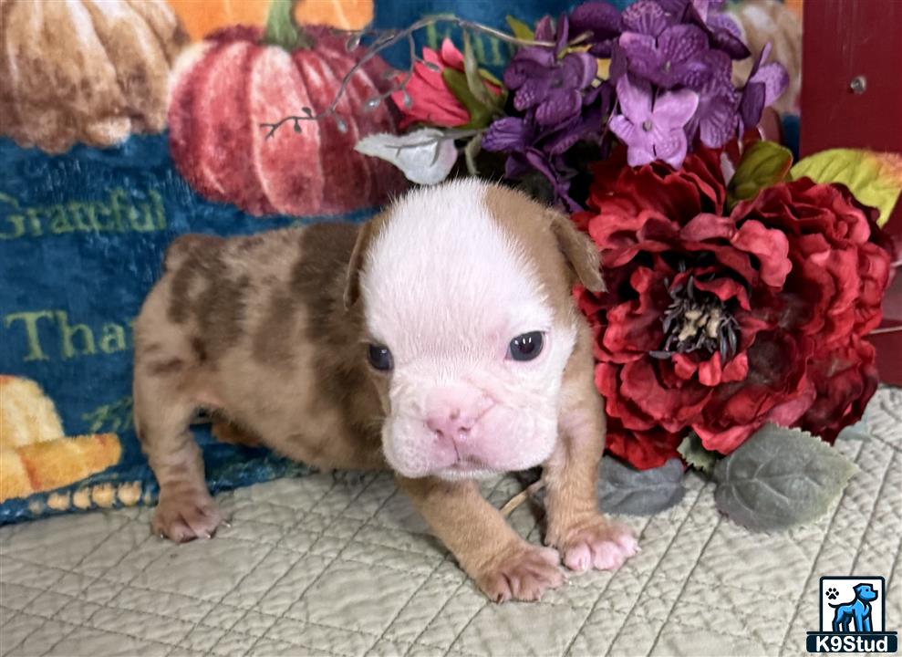 two pigs next to flowers