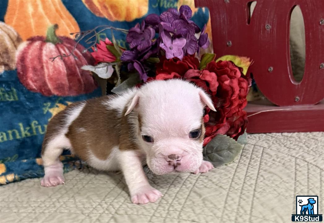 a white animal on a bed