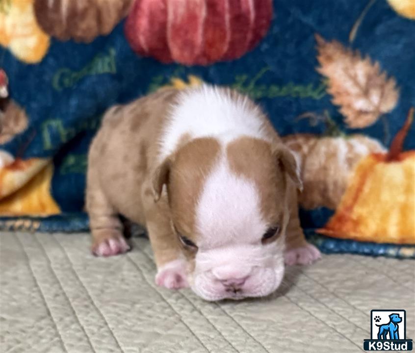 a small brown and white pig