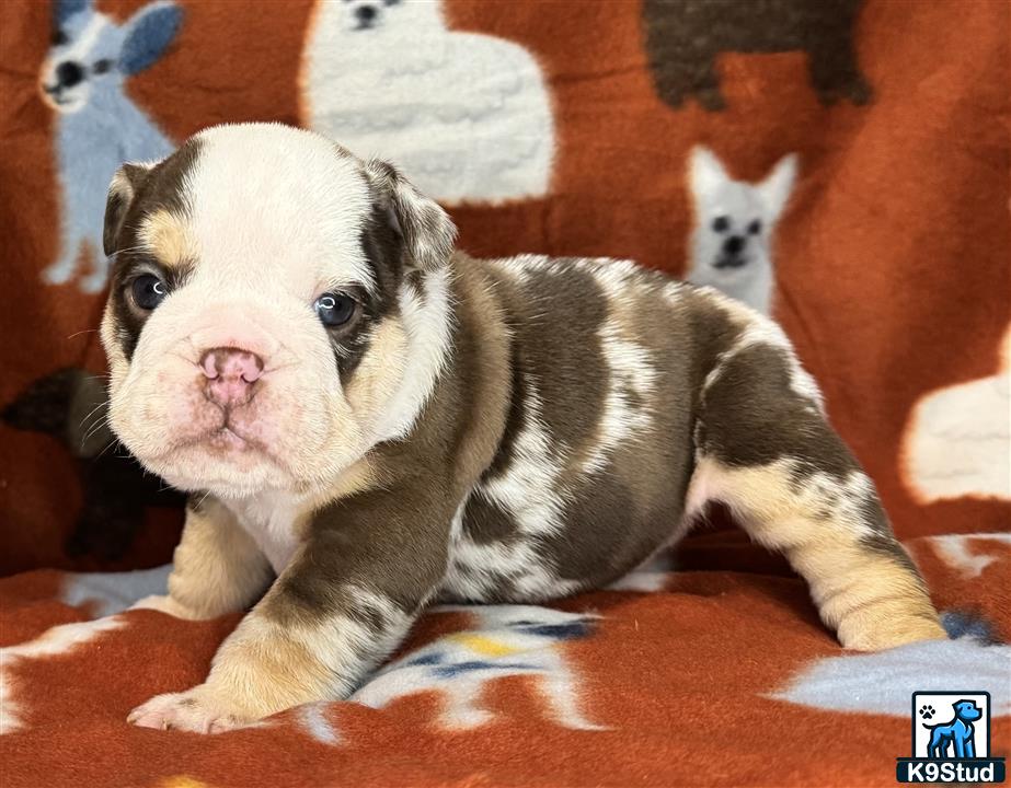 a small english bulldog puppy with a cats head