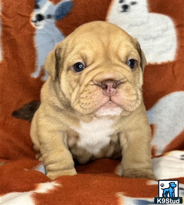 a english bulldog puppy sitting on a blanket