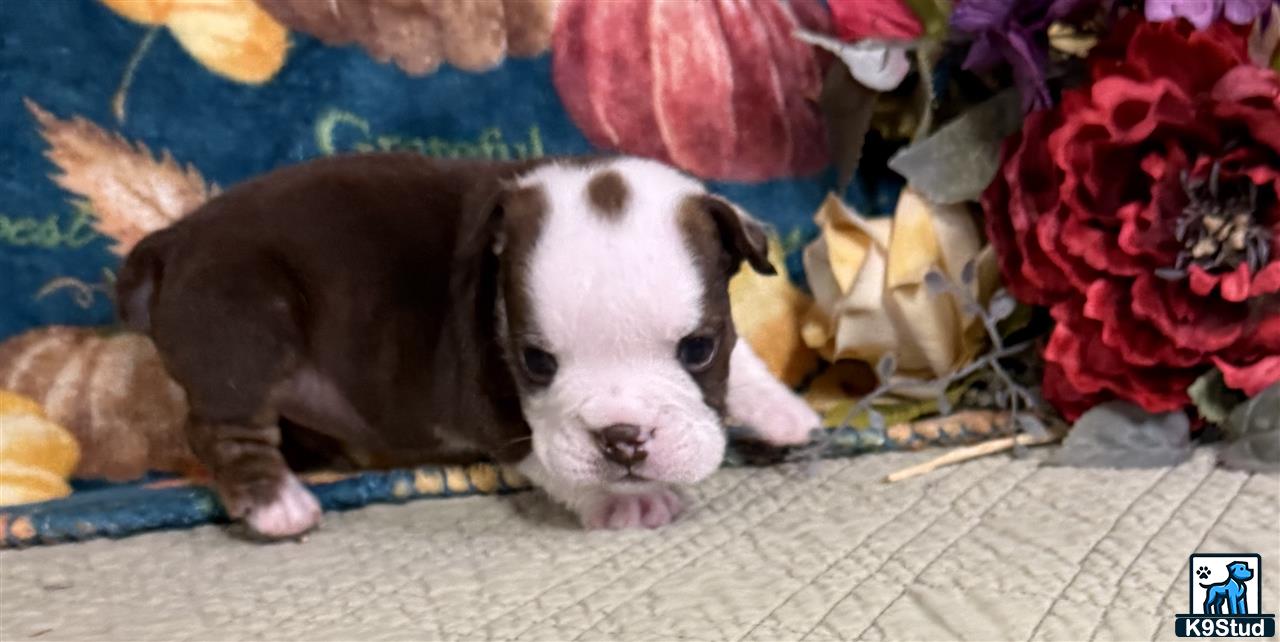 Error: Operation returned an invalid status code 429<br/>Stack Trace:    at Microsoft.Azure.CognitiveServices.Vision.ComputerVision.ComputerVisionClient.<DescribeImageInStreamWithHttpMessagesAsync>d__41.MoveNext()
--- End of stack trace from previous location where exception was thrown ---
   at System.Runtime.ExceptionServices.ExceptionDispatchInfo.Throw()
   at System.Runtime.CompilerServices.TaskAwaiter.HandleNonSuccessAndDebugger