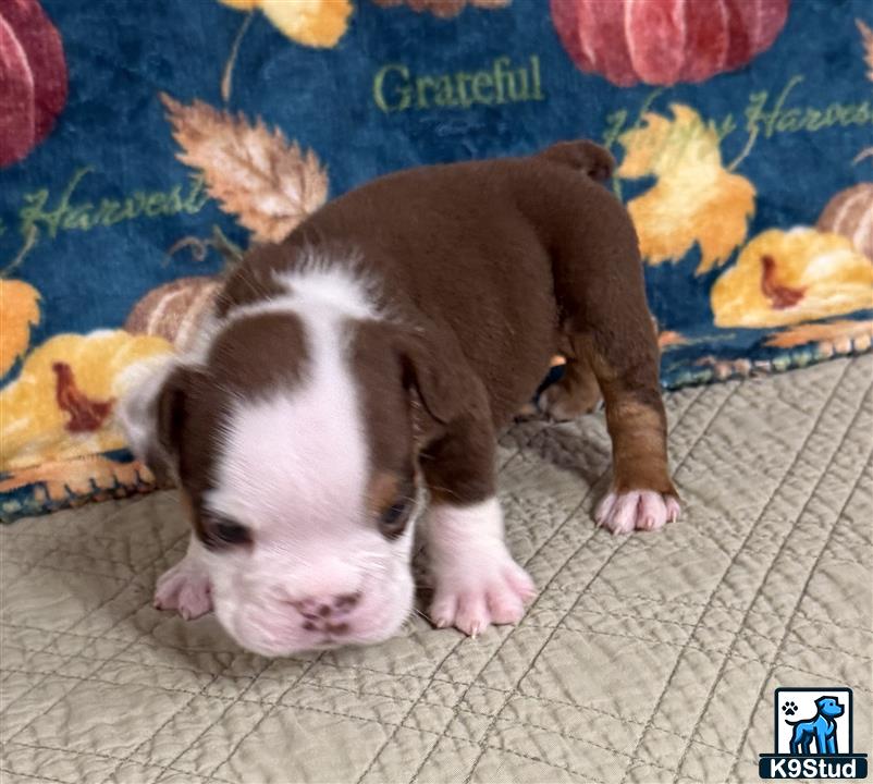 a english bulldog puppy lying on a blanket