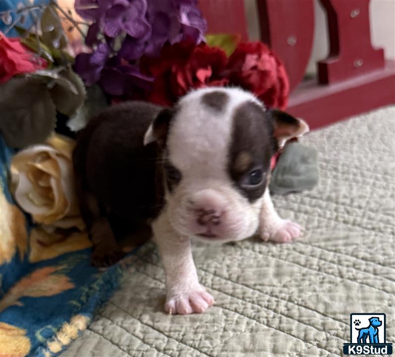 a small pig on a rug