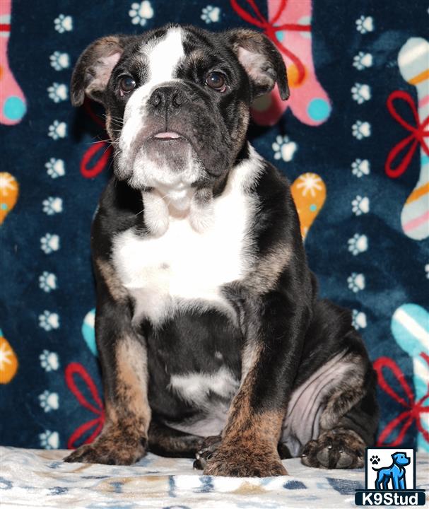 Error: Operation returned an invalid status code 429<br/>Stack Trace:    at Microsoft.Azure.CognitiveServices.Vision.ComputerVision.ComputerVisionClient.<DescribeImageInStreamWithHttpMessagesAsync>d__41.MoveNext()
--- End of stack trace from previous location where exception was thrown ---
   at System.Runtime.ExceptionServices.ExceptionDispatchInfo.Throw()
   at System.Runtime.CompilerServices.TaskAwaiter.HandleNonSuccessAndDebugger