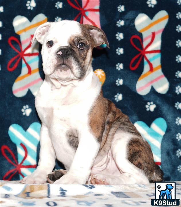 Error: Operation returned an invalid status code 429<br/>Stack Trace:    at Microsoft.Azure.CognitiveServices.Vision.ComputerVision.ComputerVisionClient.<DescribeImageInStreamWithHttpMessagesAsync>d__41.MoveNext()
--- End of stack trace from previous location where exception was thrown ---
   at System.Runtime.ExceptionServices.ExceptionDispatchInfo.Throw()
   at System.Runtime.CompilerServices.TaskAwaiter.HandleNonSuccessAndDebugger