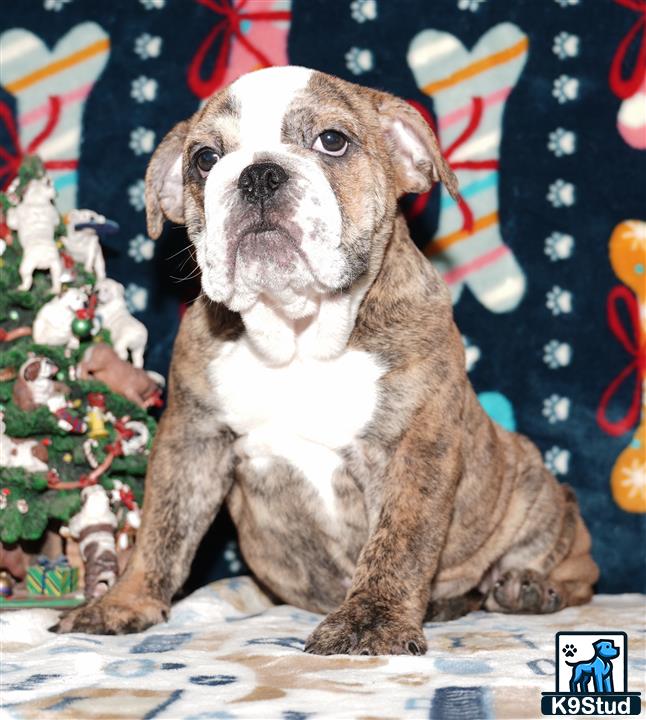 Error: Operation returned an invalid status code 429<br/>Stack Trace:    at Microsoft.Azure.CognitiveServices.Vision.ComputerVision.ComputerVisionClient.<DescribeImageInStreamWithHttpMessagesAsync>d__41.MoveNext()
--- End of stack trace from previous location where exception was thrown ---
   at System.Runtime.ExceptionServices.ExceptionDispatchInfo.Throw()
   at System.Runtime.CompilerServices.TaskAwaiter.HandleNonSuccessAndDebugger