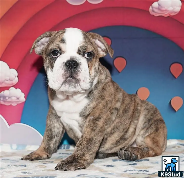 English Bulldog