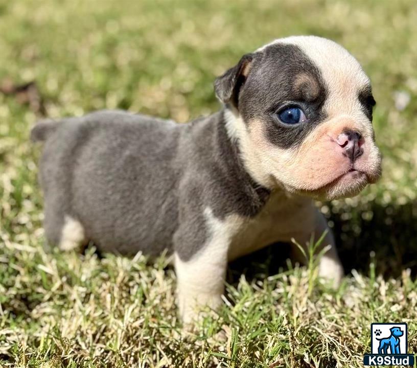 a baby goat standing in grass