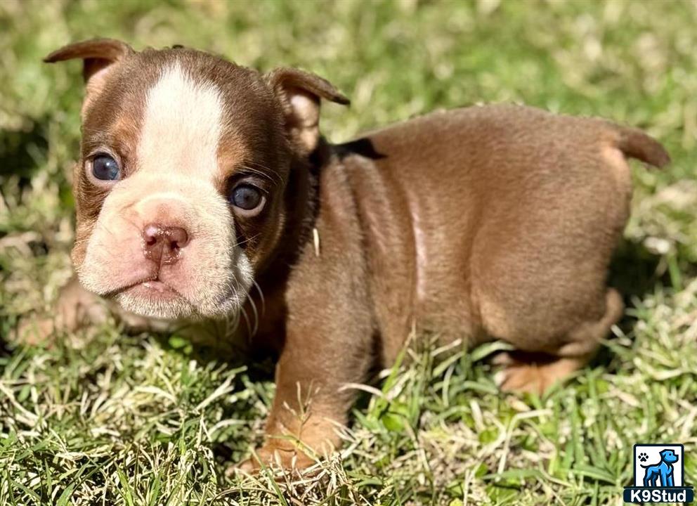 a english bulldog dog with a pig head