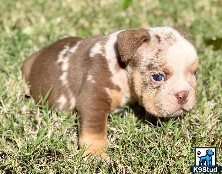 a baby goat in the grass