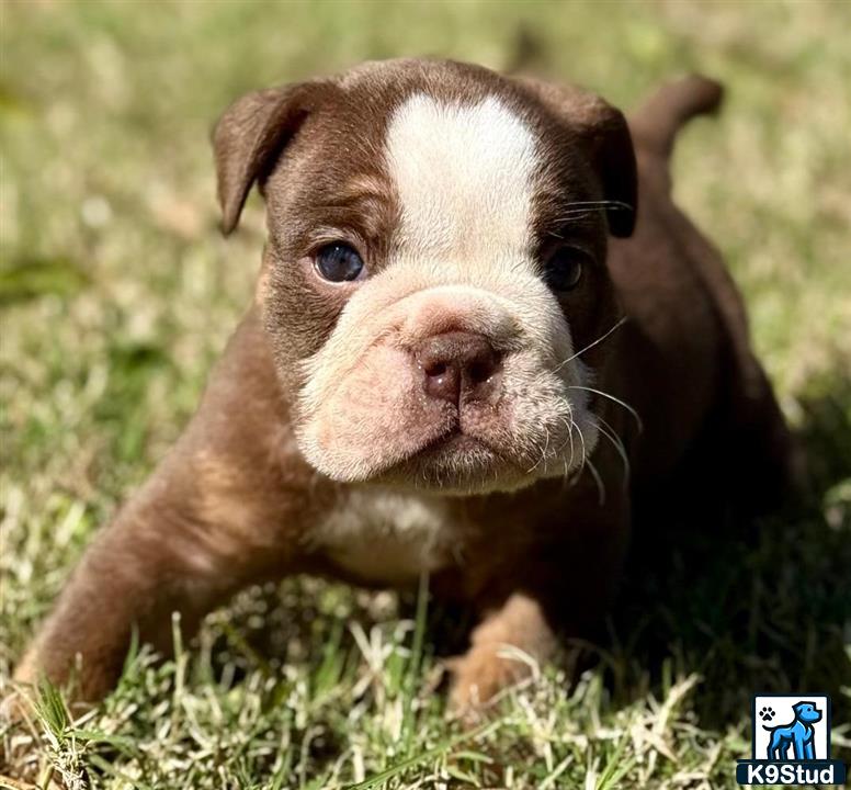 a english bulldog dog lying in the grass