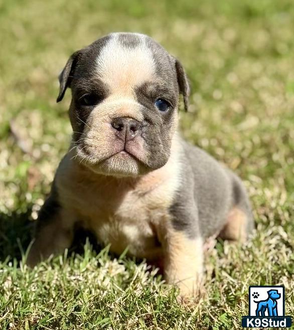 a english bulldog puppy sitting in the grass