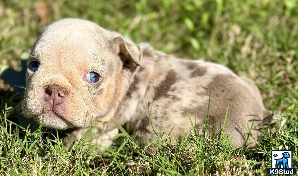 a english bulldog puppy lying in the grass