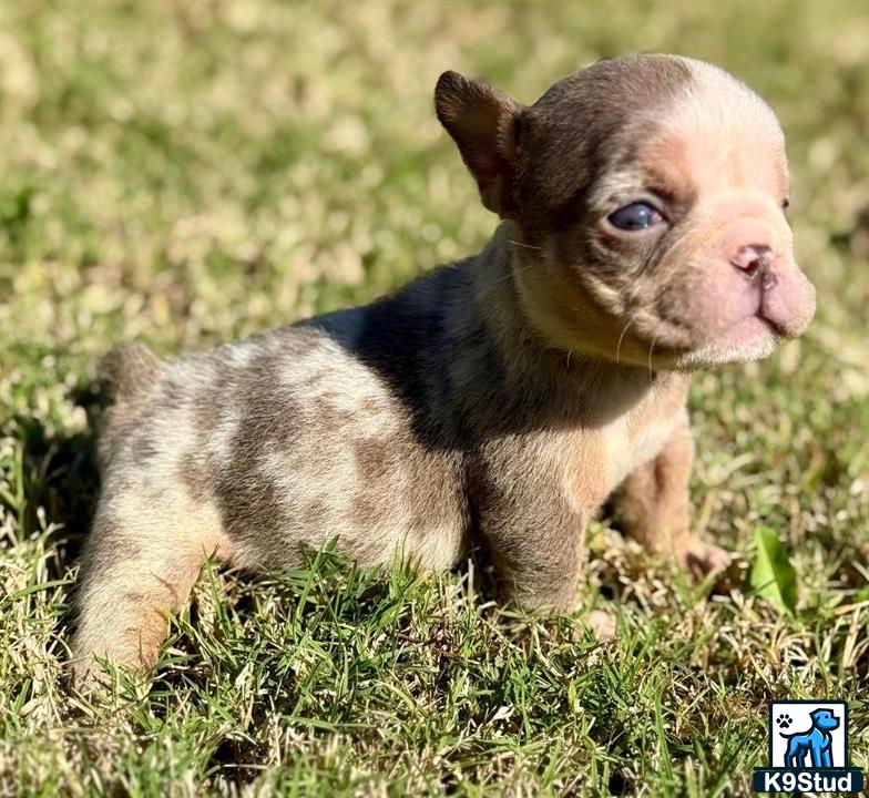 a small english bulldog puppy in grass