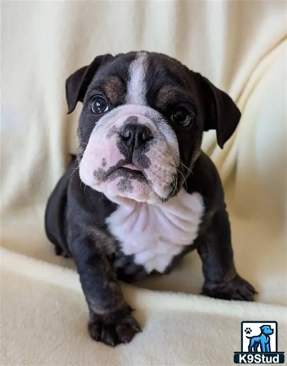 English Bulldog
