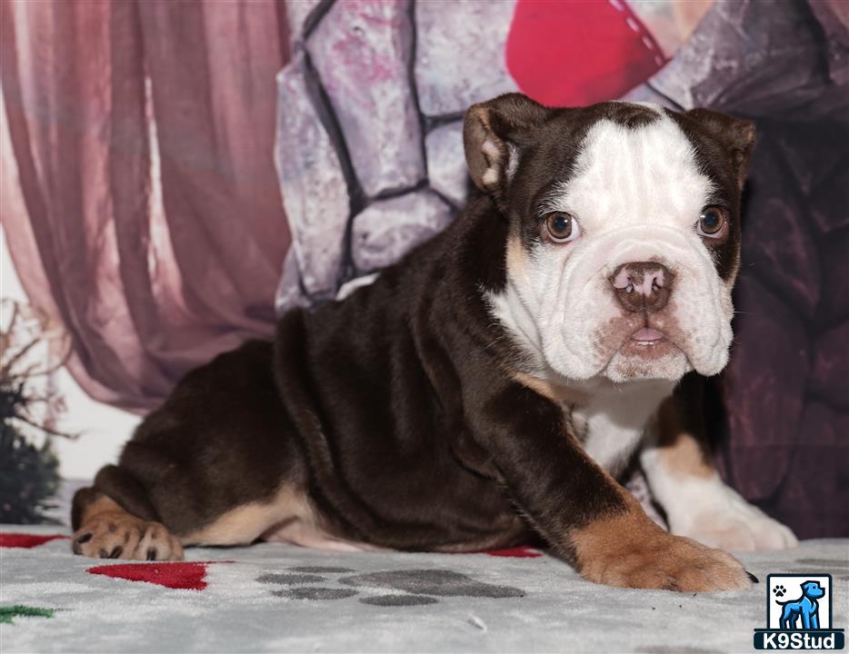 a english bulldog dog lying on a couch