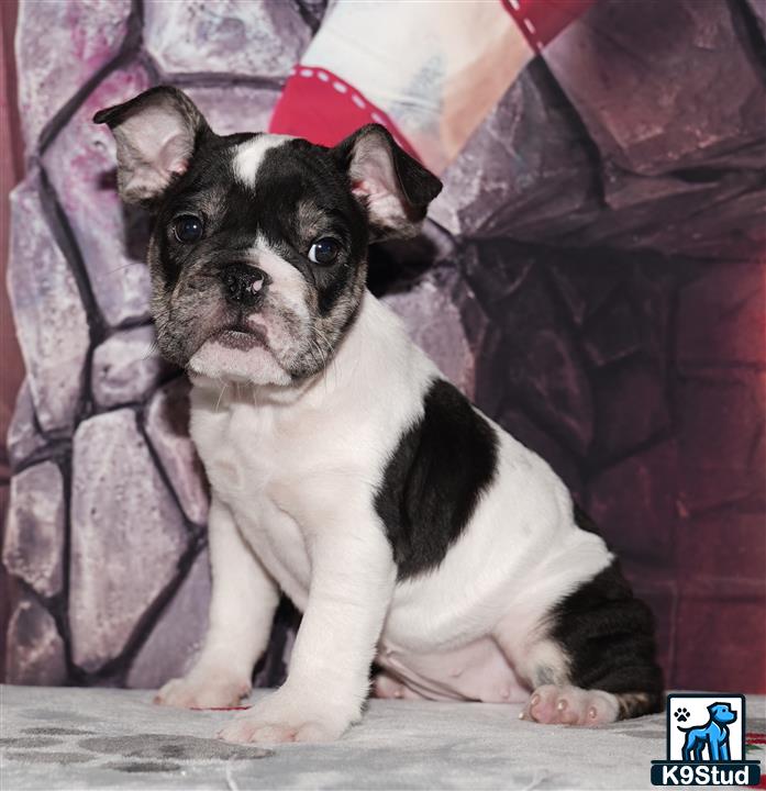 a small english bulldog dog wearing a santa hat