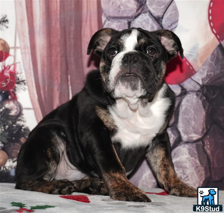 Error: Operation returned an invalid status code 429<br/>Stack Trace:    at Microsoft.Azure.CognitiveServices.Vision.ComputerVision.ComputerVisionClient.<DescribeImageInStreamWithHttpMessagesAsync>d__41.MoveNext()
--- End of stack trace from previous location where exception was thrown ---
   at System.Runtime.ExceptionServices.ExceptionDispatchInfo.Throw()
   at System.Runtime.CompilerServices.TaskAwaiter.HandleNonSuccessAndDebugger