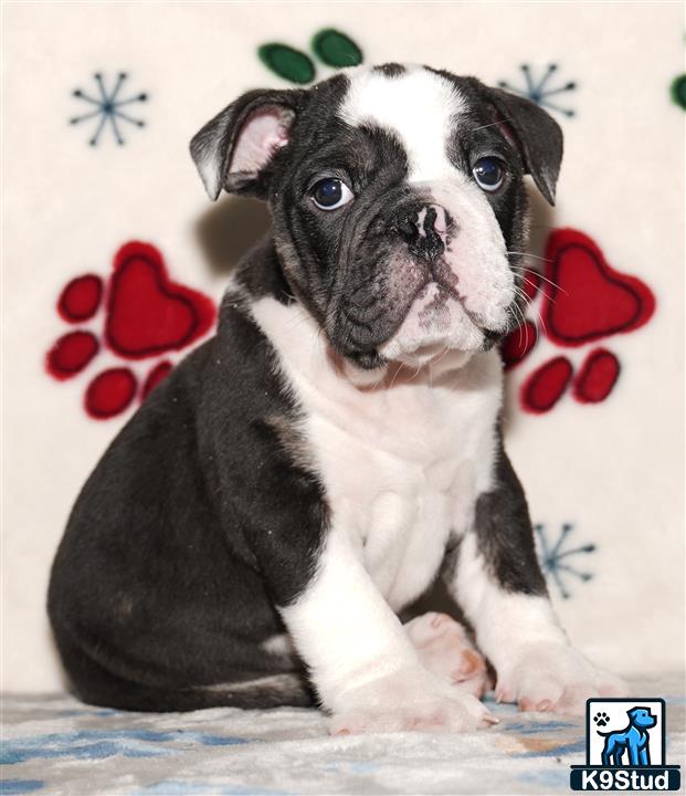 a english bulldog dog with a flower on its head