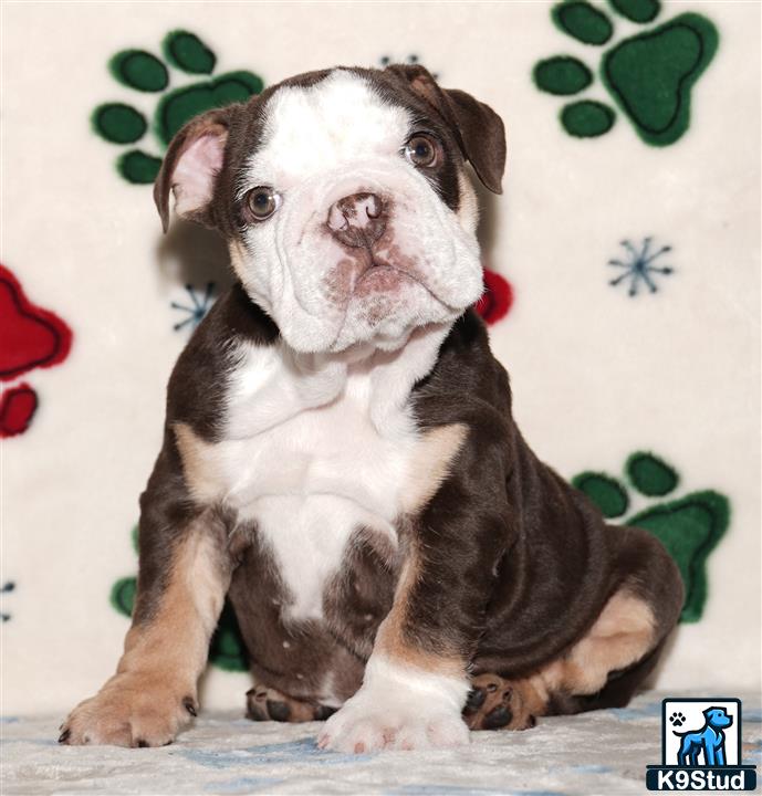 a english bulldog dog sitting on a couch