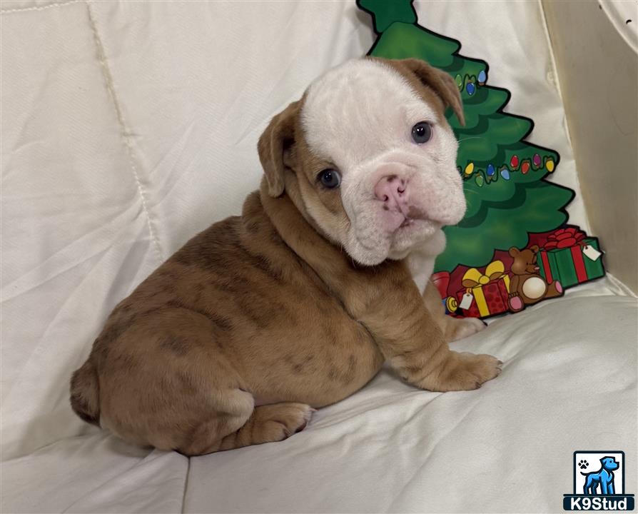 a english bulldog dog lying on a bed