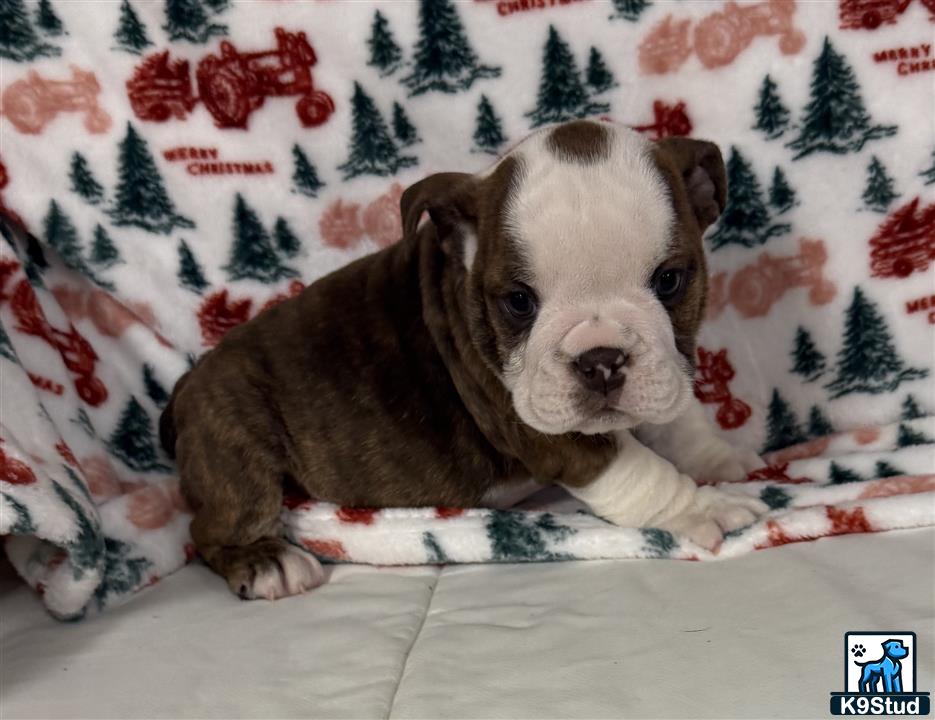 a english bulldog dog lying on a bed
