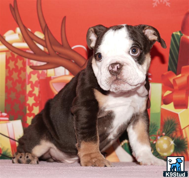a english bulldog dog sitting on a couch