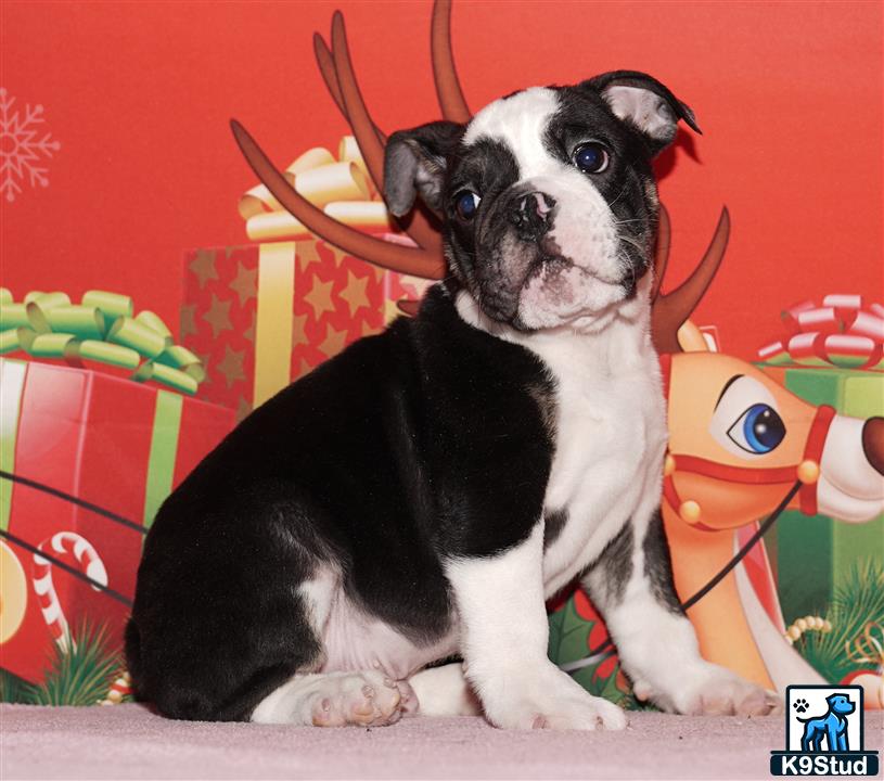 a english bulldog dog wearing a reindeer hat