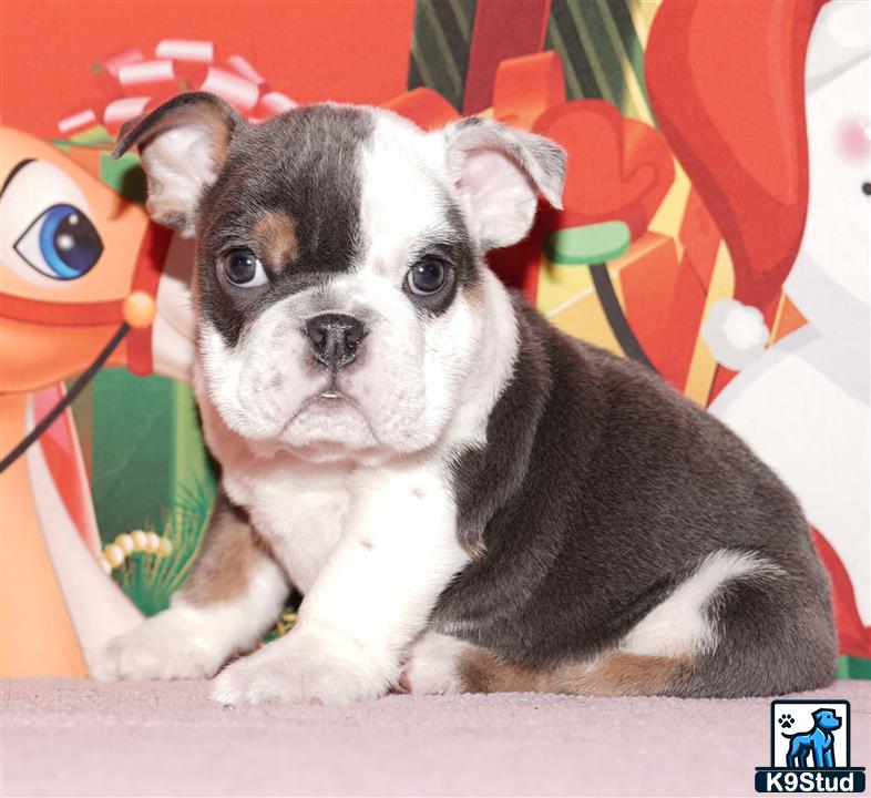 a english bulldog dog sitting on a couch