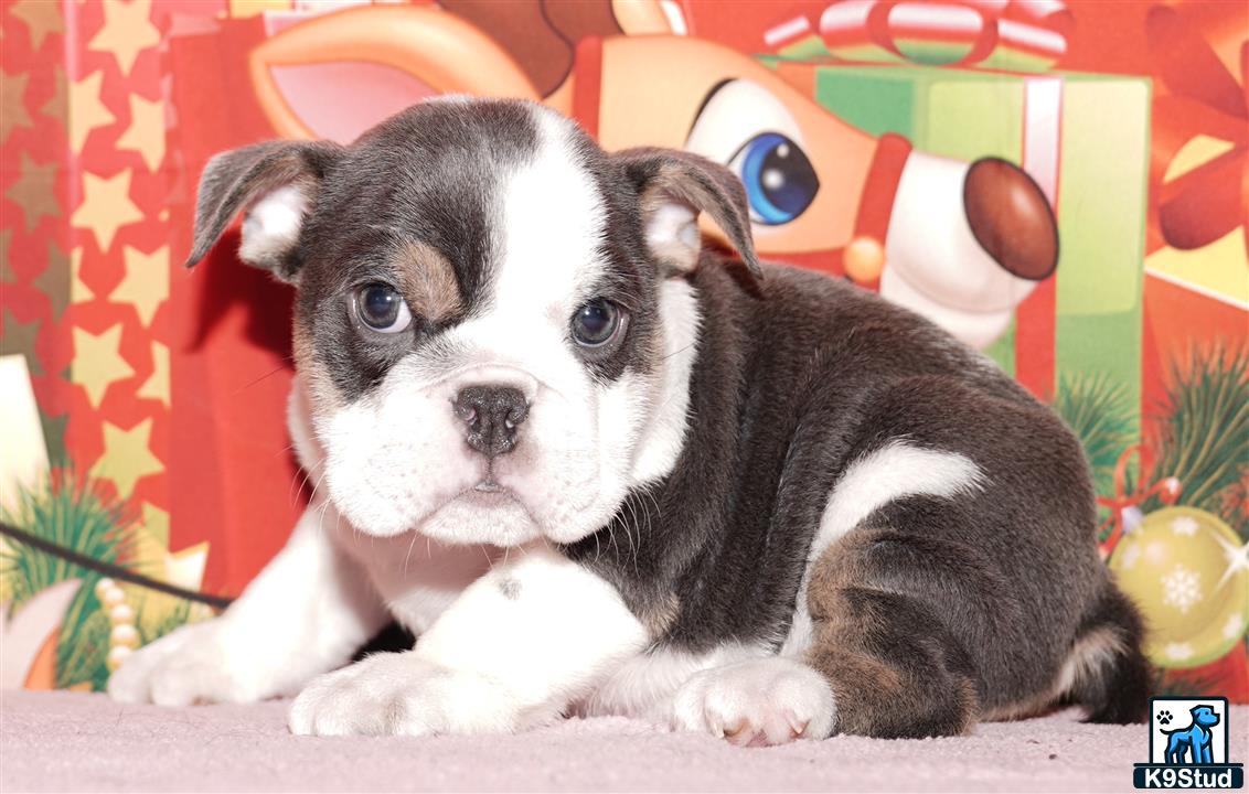a small english bulldog puppy sitting on a chair