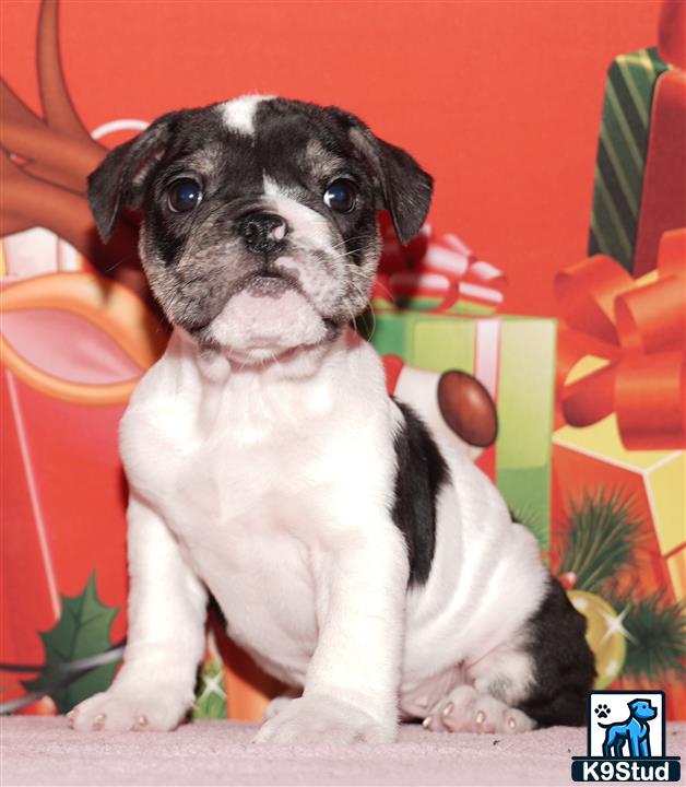 a english bulldog dog sitting on a couch