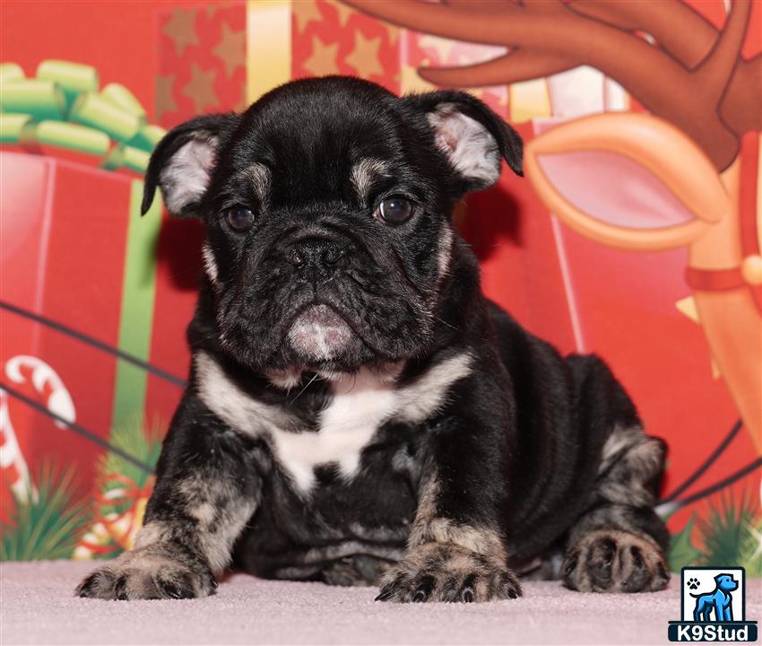 a black english bulldog puppy sitting on the ground