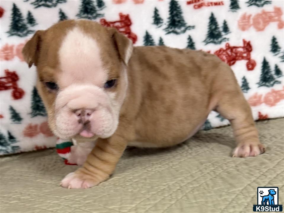 a english bulldog puppy lying on a bed
